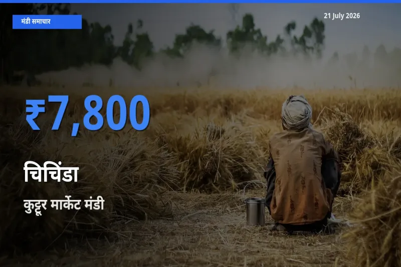 आज चिचिंडा के सबसे ज़्यादा दाम कुट्टूर मार्केट मंडी में दर्ज