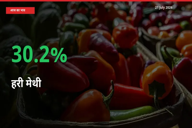 स्थानीय मंडी में हरी मेथी के दाम अचानक 30.2% उछले, किसान सतर्क