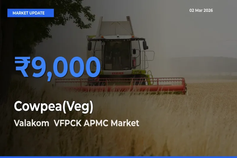 Valakom VFPCK APMC Tops Cowpea(Veg) Rates – March 02 Market Update