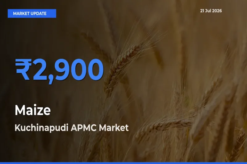 Kuchinapudi APMC Tops Maize Mandi Rates Today