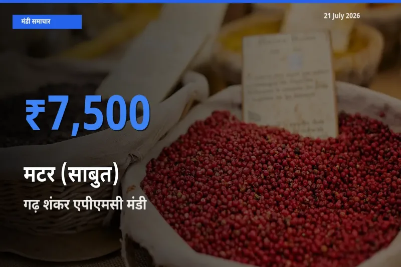 गढ़ शंकर एपीएमसी मंडी में आज मटर (साबुत) के सबसे ऊँचे दाम दर्ज