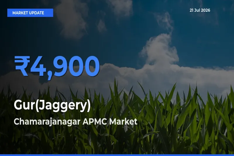 Gur(Jaggery) Mandi Rate Today: Chamarajanagar APMC Tops the List