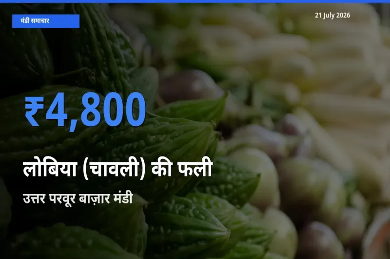 आज का मंडी भाव: लोबिया (चावली) की फली के सबसे ज़्यादा दाम उत्तर परवूर बाज़ार में