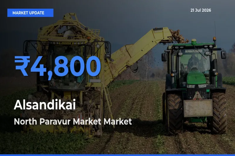 North Paravur Market Leads as Top Mandi for Alsandikai Prices