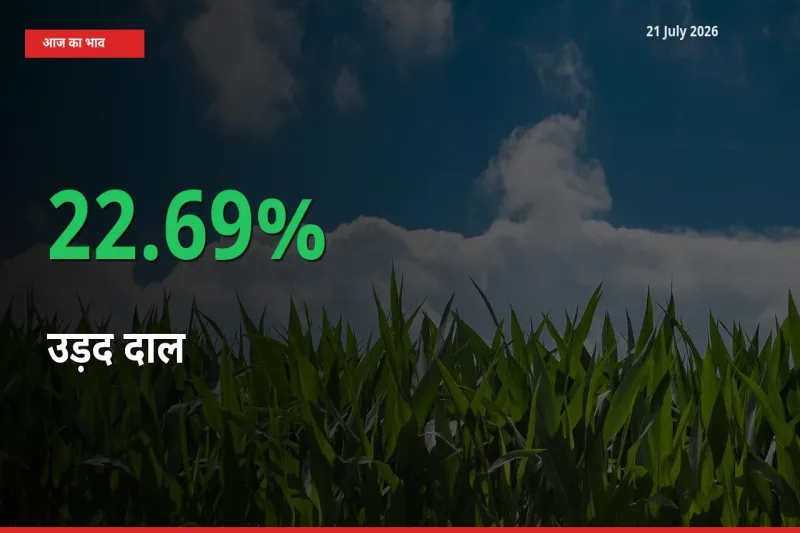 आज का मंडी भाव: उड़द दाल के दाम मंडी में 22.69% ऊपर
