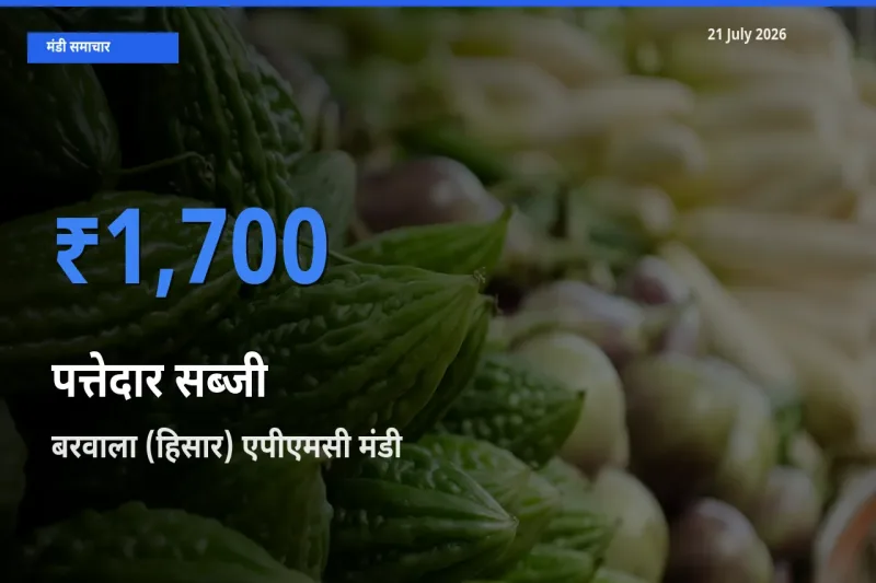 बरवाला (हिसार) एपीएमसी में पत्तेदार सब्जी का आज सबसे ऊँचा भाव