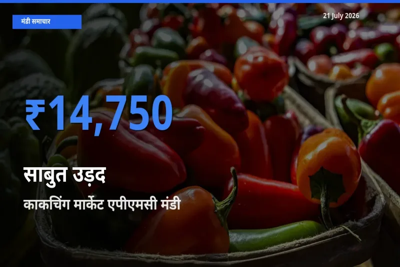 बाज़ार संकेत: काकचिंग मार्केट एपीएमसी बना साबुत उड़द के लिए आज की टॉप मंडी