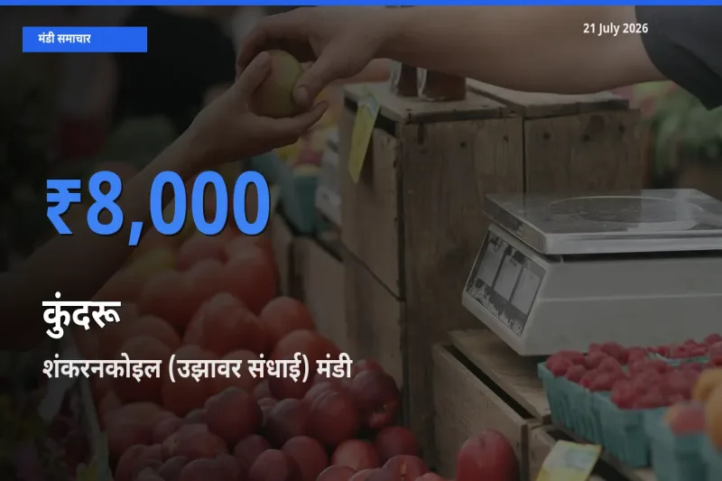आज का मंडी भाव: कुंदरू के सबसे ज़्यादा दाम शंकरनकोइल (उझावर संधाई) में