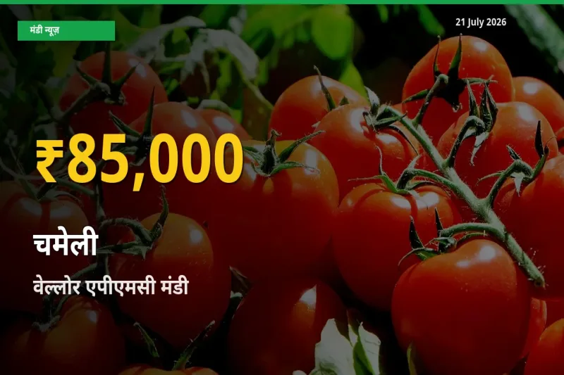 आज का मंडी भाव: वेल्लोर एपीएमसी में चमेली सबसे ऊँचे स्तर पर