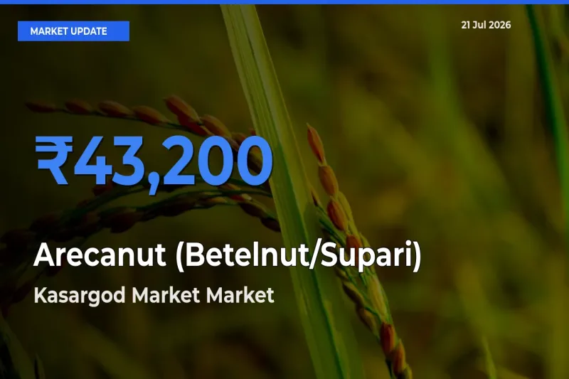 Kasargod Market Emerges as Top Mandi for Arecanut (Betelnut/Supari) Prices Today