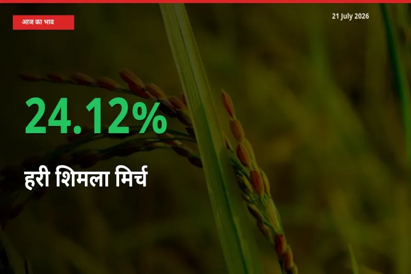 21 July अपडेट: हरी शिमला मिर्च के दाम मंडी में 24.12% उछले