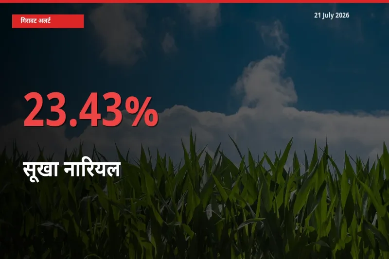 23.43% की गिरावट! मंडी में सूखा नारियल के दाम अचानक टूटे