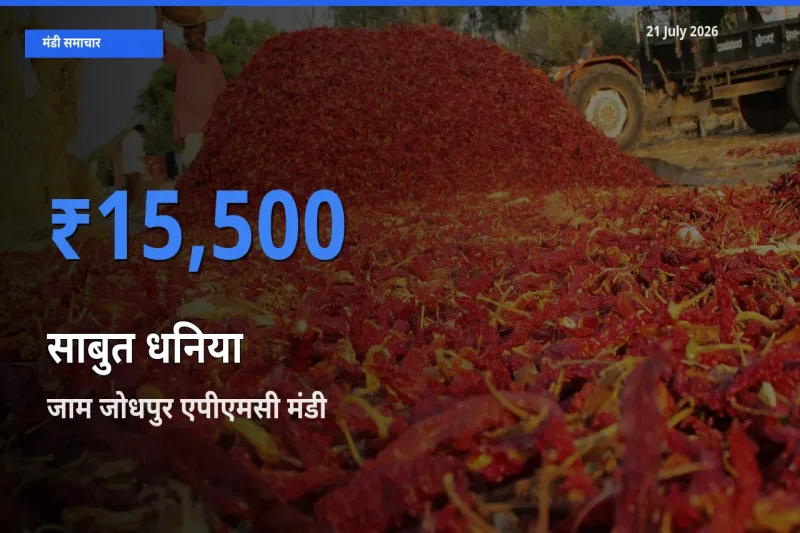 जाम जोधपुर एपीएमसी मंडी में साबुत धनिया ₹15,500 पर पहुँचा – आज का सर्वोच्च भाव