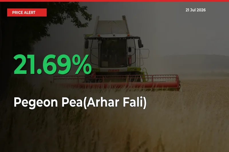 Why Pegeon Pea(Arhar Fali) Prices Rose 21.69% in a Day at Mandis