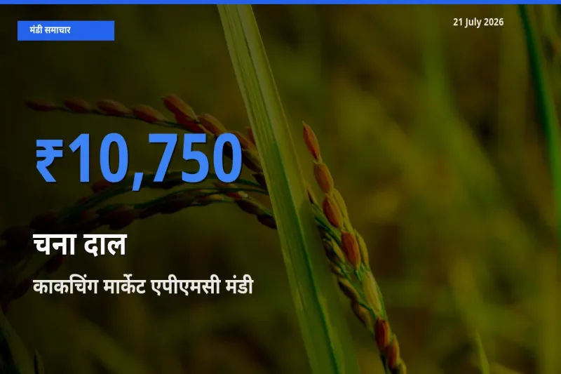 21 July अपडेट: चना दाल के सबसे ऊँचे दाम काकचिंग मार्केट एपीएमसी मंडी में