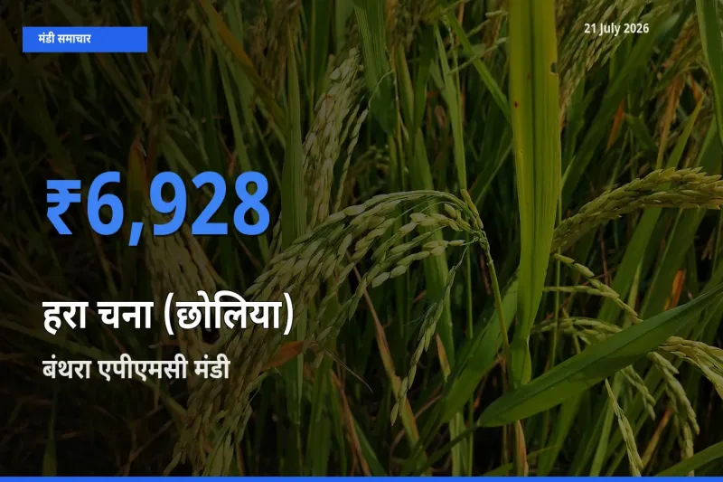 बंथरा एपीएमसी में हरा चना (छोलिया) का आज सबसे ऊँचा भाव