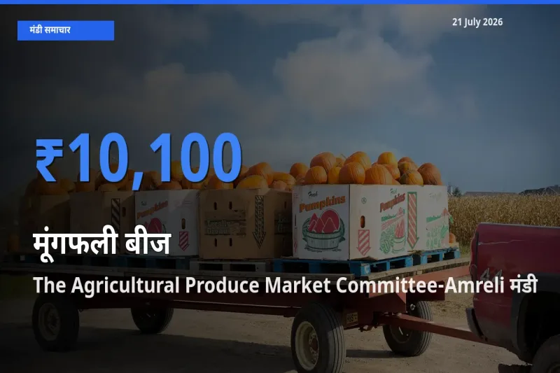 The Agricultural Produce Market Committee-Amreli मंडी में आज मूंगफली बीज के सबसे ऊँचे दाम दर्ज