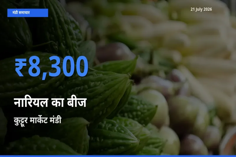 किसानों की पसंद बना कुट्टूर मार्केट, नारियल का बीज के सबसे अच्छे दाम