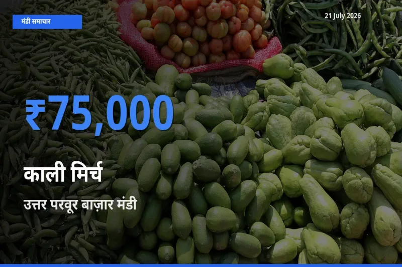 किसानों की पसंद बना उत्तर परवूर बाज़ार, काली मिर्च के सबसे अच्छे दाम