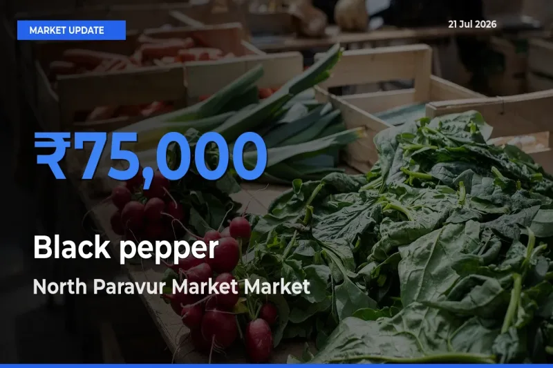 North Paravur Market Tops Black pepper Rates – July 21 Market Update