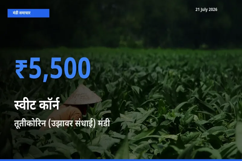 टॉप मंडी बना तूतीकोरिन (उझावर संधाई)! स्वीट कॉर्न के सबसे ऊँचे दाम यहीं दर्ज