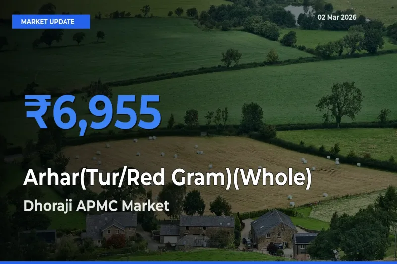 Farmers Prefer Dhoraji APMC as Arhar(Tur/Red Gram)(Whole) Hits Highest Rate
