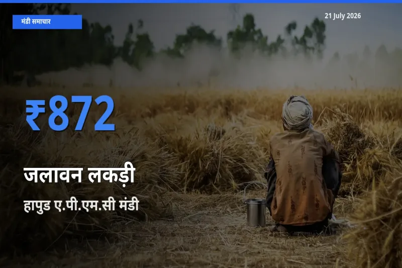 आज जलावन लकड़ी के सबसे ज़्यादा दाम हापुड ए.पी.एम.सी मंडी में दर्ज
