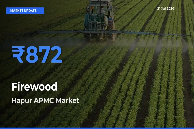 Hapur APMC Offers ₹872 – Highest Firewood Rate Today