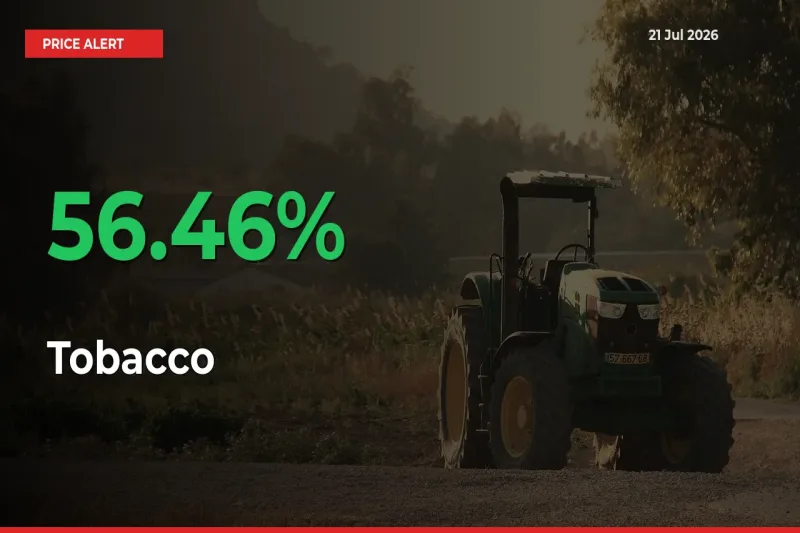 Farmers Cheer as Tobacco Prices Surge 56.46% in Local Mandis