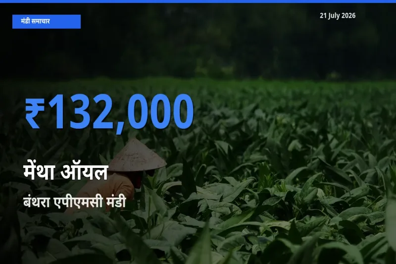 बंथरा एपीएमसी मंडी में आज मेंथा ऑयल के सबसे ऊँचे दाम दर्ज
