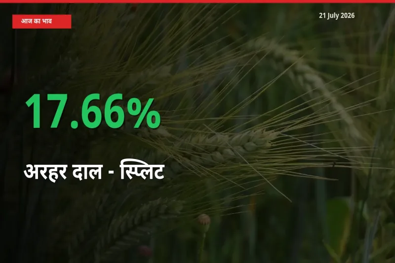 स्थानीय मंडी में अरहर दाल - स्प्लिट के दाम अचानक 17.66% उछले, किसान सतर्क