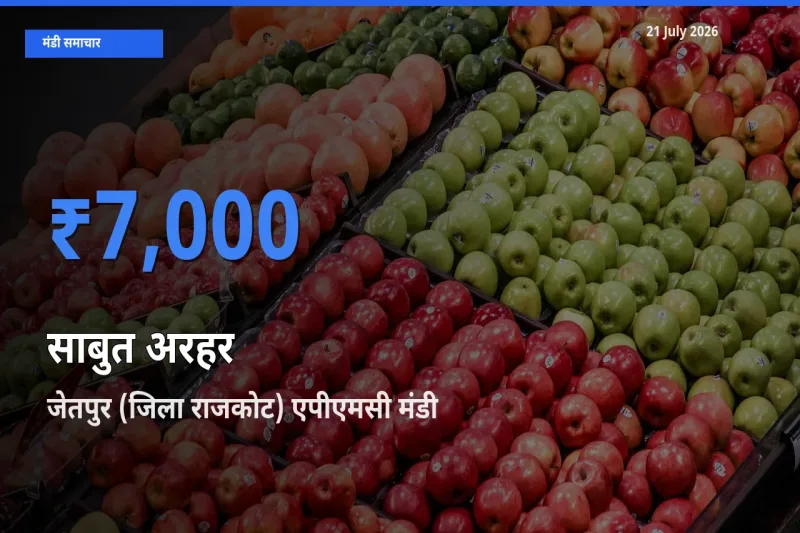 जेतपुर (जिला राजकोट) एपीएमसी मंडी में आज साबुत अरहर के सबसे ऊँचे दाम दर्ज