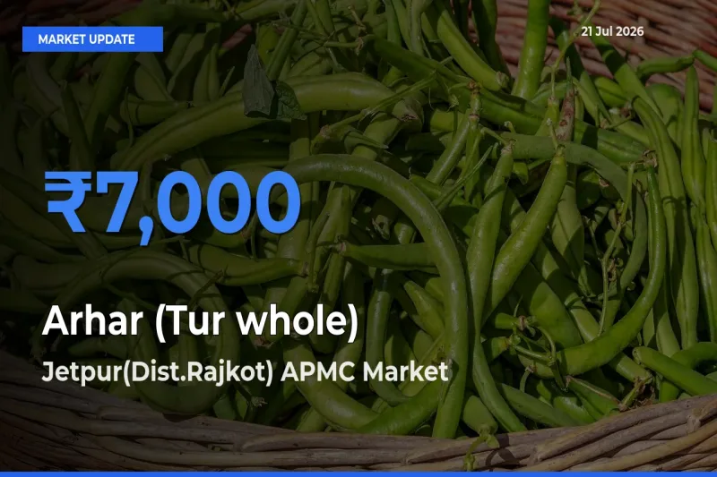 Jetpur(Dist.Rajkot) APMC Records Highest ₹7,000 Rate for Arhar (Tur whole)