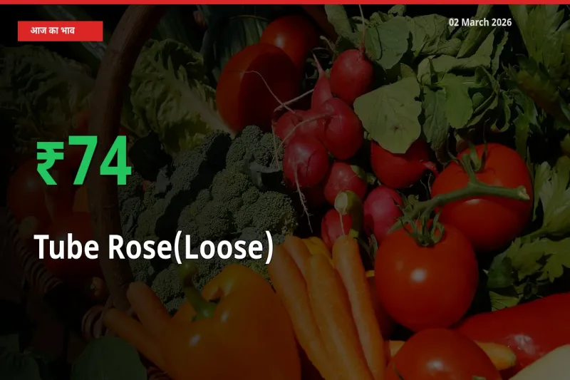बाज़ार संकेत: Tube Rose(Loose) के भाव मंडी में 74% ऊपर