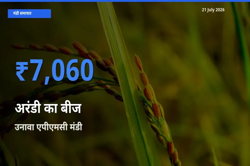 आज का मंडी भाव: अरंडी का बीज के सबसे ज़्यादा दाम उनावा एपीएमसी में