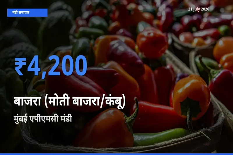 किसानों की पसंद बना मुंबई एपीएमसी, बाजरा (मोती बाजरा/कंबू) के सबसे अच्छे दाम