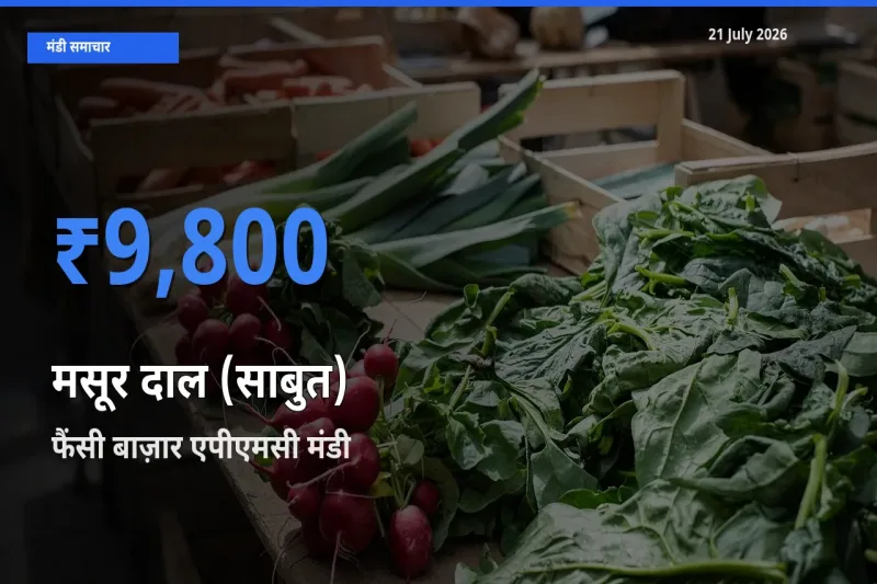 21 July अपडेट: मसूर दाल (साबुत) के सबसे ऊँचे दाम फैंसी बाज़ार एपीएमसी मंडी में