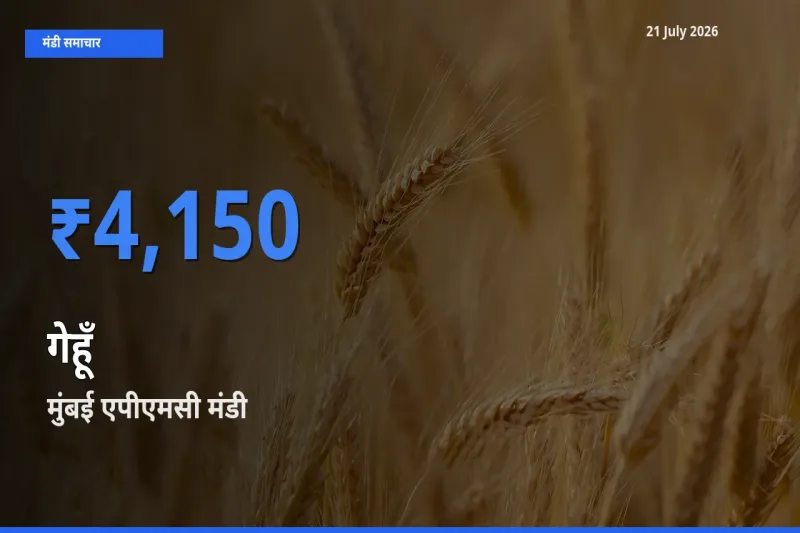 टॉप मंडी बना मुंबई एपीएमसी! गेहूँ के सबसे ऊँचे दाम यहीं दर्ज