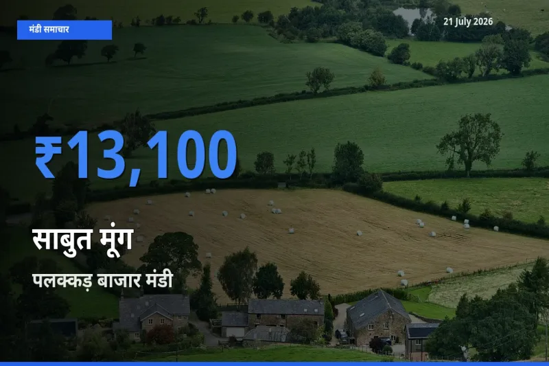 पलक्कड़ बाजार में साबुत मूंग का आज सबसे ऊँचा भाव