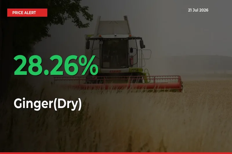 Sudden 28.26% Rally in Ginger(Dry) Prices Across Mandis
