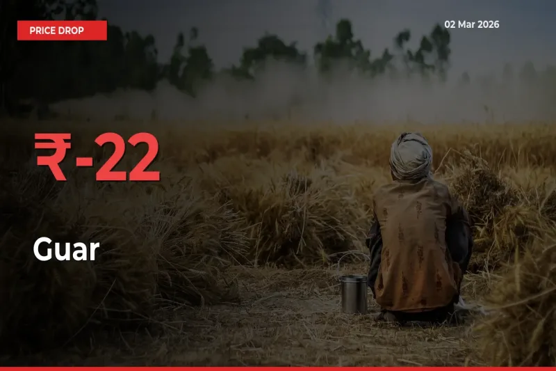 Sharp Fall! Guar Prices Plunge 21.63% in a Day at Key Mandis