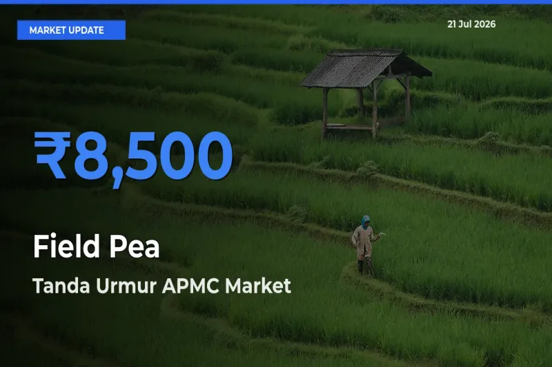 Tanda Urmur APMC Emerges as Top Mandi for Field Pea Prices Today