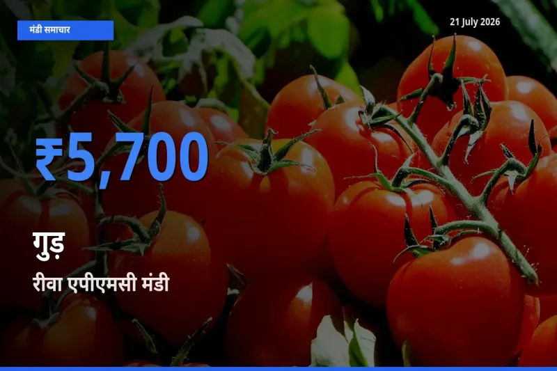 किसानों की पसंद बना रीवा एपीएमसी, गुड़ के सबसे अच्छे दाम