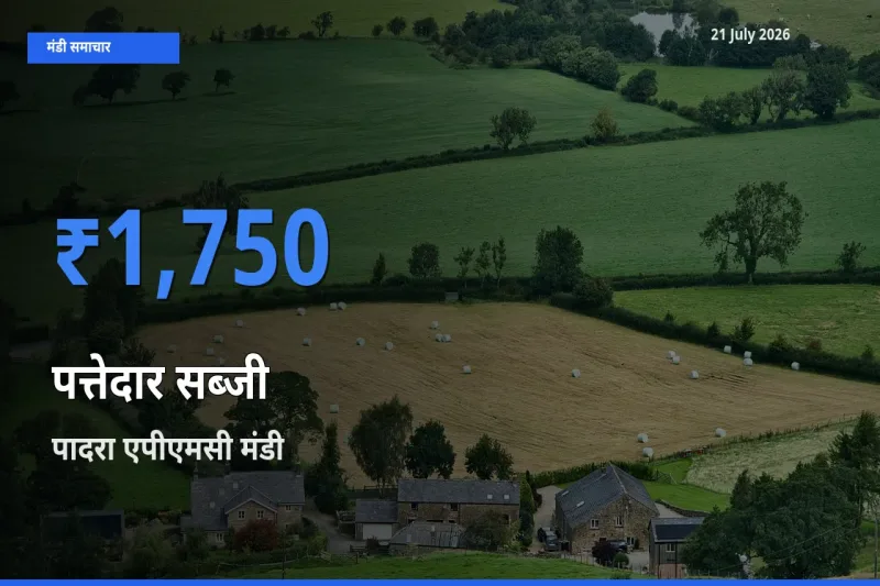 आज का मंडी भाव: पत्तेदार सब्जी के सबसे ज़्यादा दाम पादरा एपीएमसी में