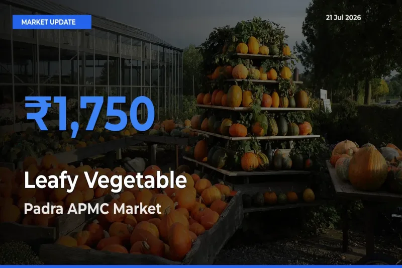Padra APMC Offers ₹1,750 – Highest Leafy Vegetable Rate Today