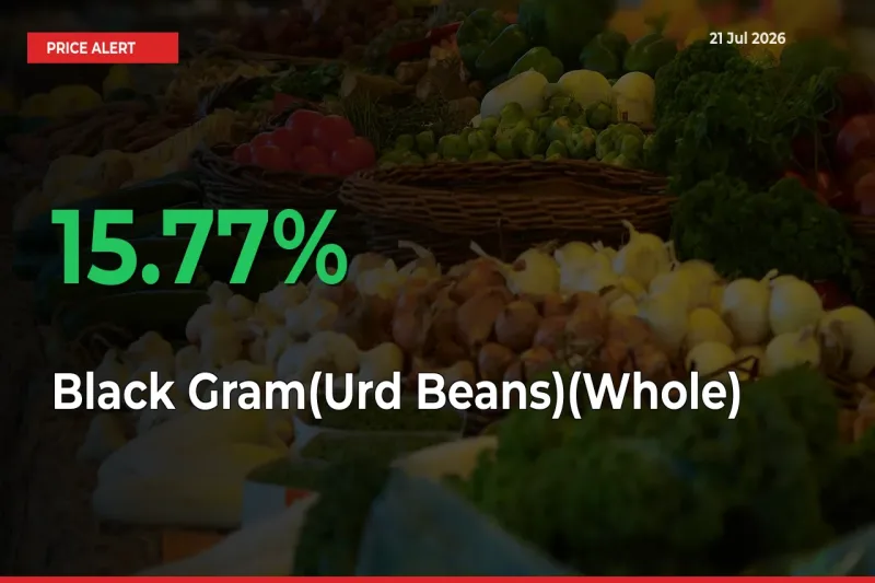 Black Gram(Urd Beans)(Whole) Rises 15.77% at Mandis