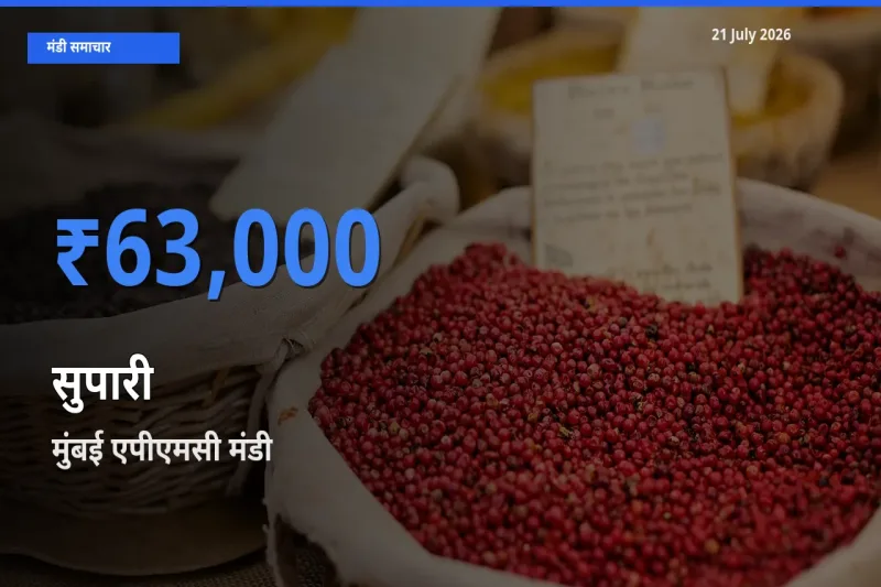 किसानों की पसंद बना मुंबई एपीएमसी, सुपारी के सबसे अच्छे दाम