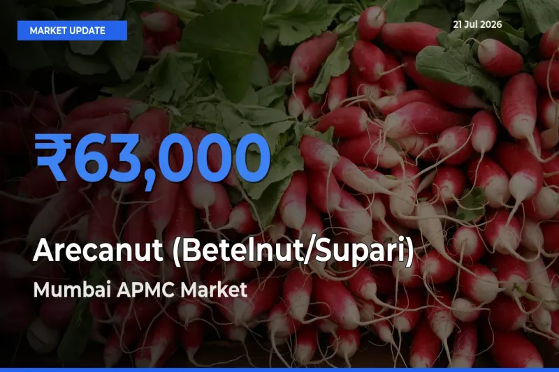 Mumbai APMC Emerges as Top Mandi for Arecanut (Betelnut/Supari) Prices Today