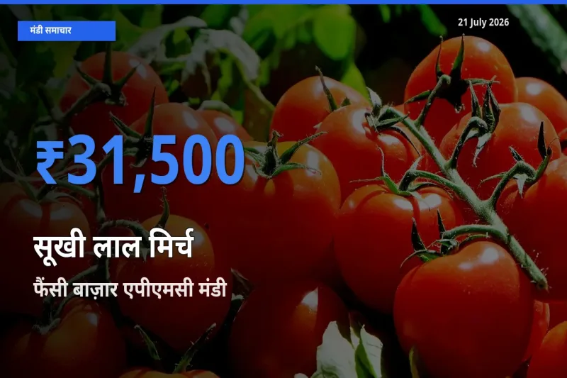 फैंसी बाज़ार एपीएमसी में सूखी लाल मिर्च का आज सबसे ऊँचा भाव