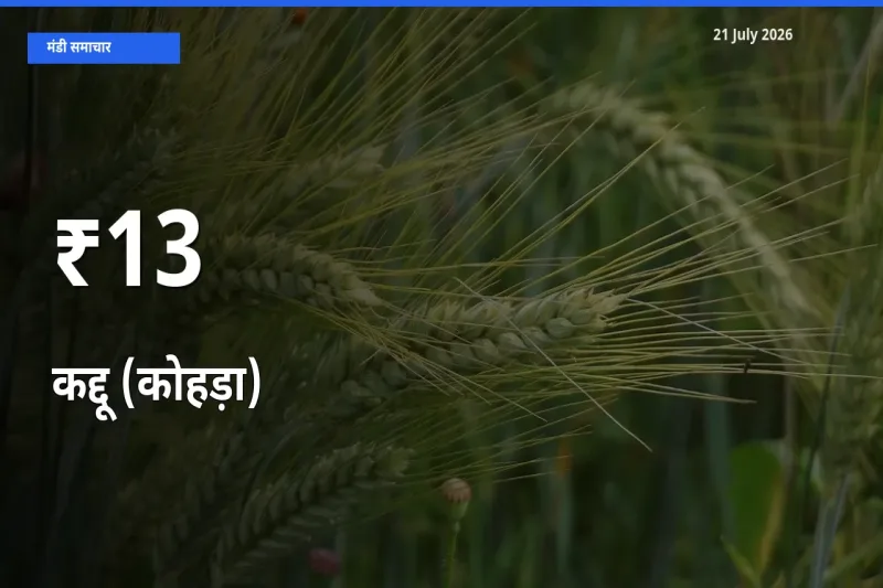कई मंडियों में कद्दू (कोहड़ा) के भाव एक दिशा में, बाज़ार का रुख साफ